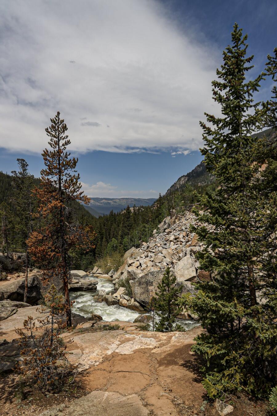 A rocky stream bed running down through pines, with a pale sky behind the trees.